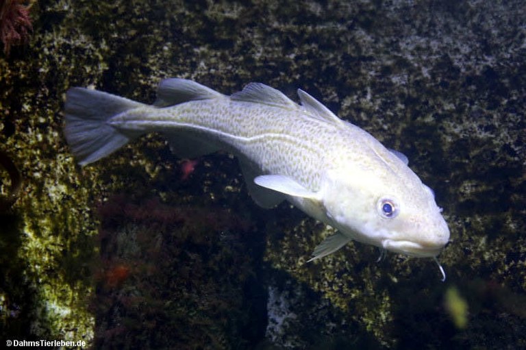 Gadus morhua