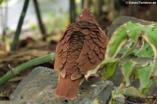 Rote Erdtaube (Geotrygon montana) in der Wilhelma Stuttgart