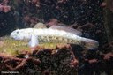 Gobius bucchichi