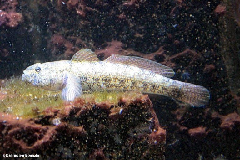 Gobius bucchichi