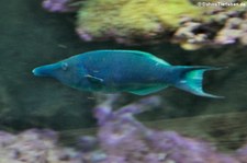 Blauer Vogel-Lippfisch (Gomphosus caeruleus) in der Wilhelma Stuttgart