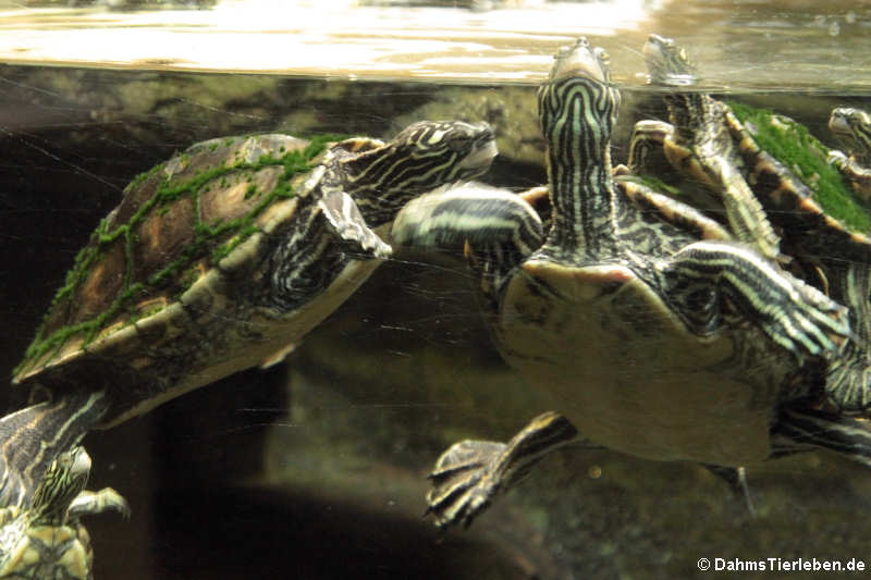 Graptemys flavimaculata-1