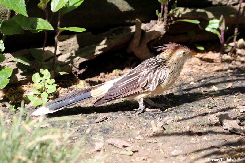Guirakuckuck
(Guira guira) Guira guira
