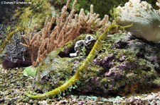 Bänder-Fetzenfisch (Haliichthys taeniophorus) in der Wilhelma Stuttgart