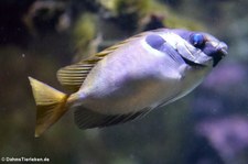 Kopfband-Kaninchenfisch (Siganus virgatus) in der Wilhelma Stuttgart