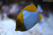 Gelber Pyramiden-Falterfisch (Hemitaurichthys polylepis) in der Wilhelma Stuttgart