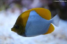 Gelber Pyramiden-Falterfisch (Hemitaurichthys polylepis) in der Wilhelma Stuttgart