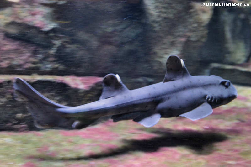 Heterodontus francisci-1