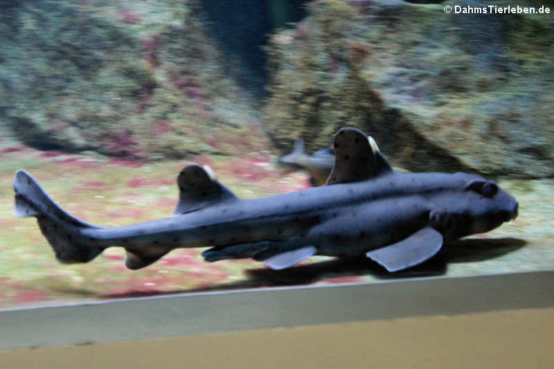 Heterodontus francisci-2