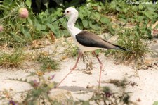 Stelzenläufer (Himantopus himantopus) in der Wilhelma Stuttgart