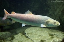 Huchen oder Donaulachs (Hucho hucho) in der Wilhelma Stuttgart