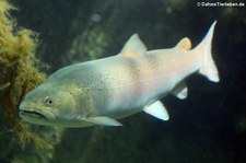 Huchen oder Donaulachs (Hucho hucho) in der Wilhelma Stuttgart