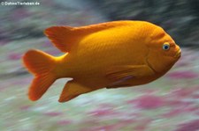 Garibaldifisch (Hypsypops rubicundus) in der Wilhelma Stuttgart