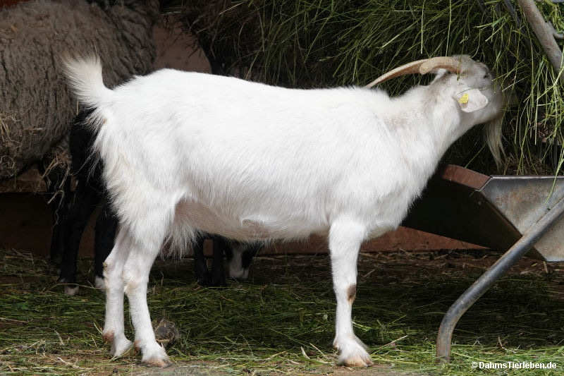 Kaschmirziege
(Capra aegagrus f. hircus) Capra aegagrus f. hircus