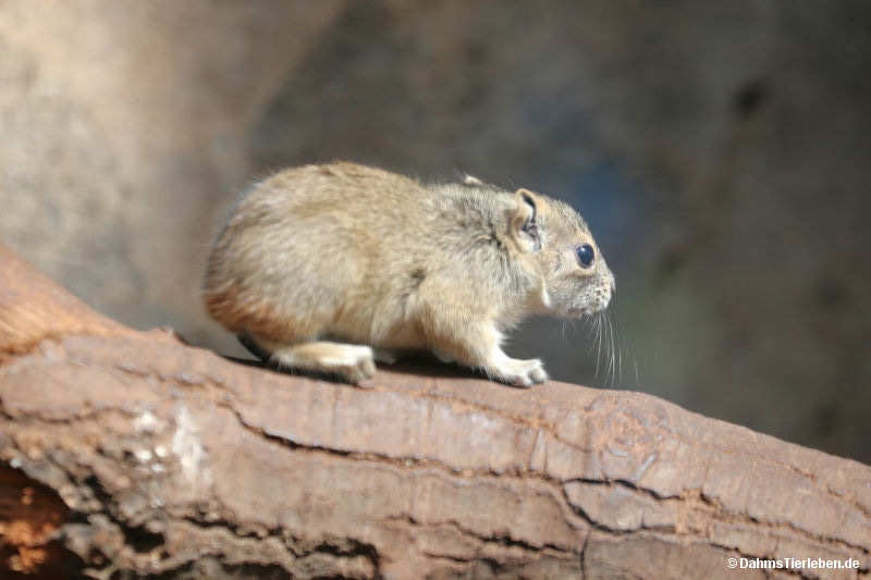 Felsenmeerschweinchen
(Kerodon rupestris) Kerodon rupestris