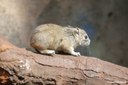 Kerodon rupestris