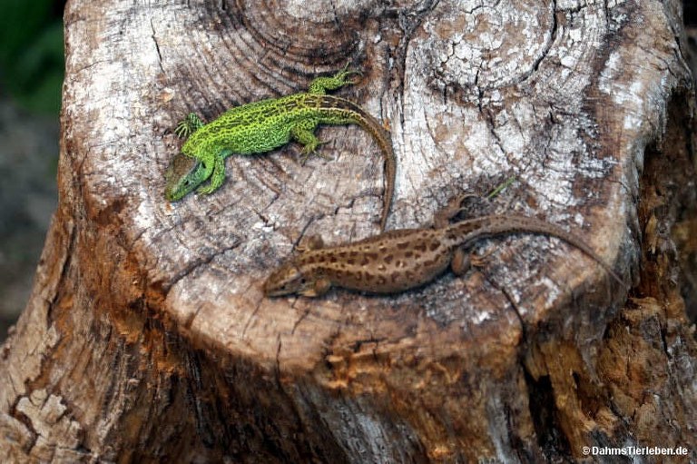 Lacerta agilis