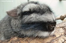 Flachlandviscacha (Lagostomus maximus) in der Wilhelma Stuttgart