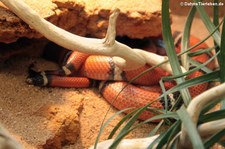 Sinaloa-Dreiecksnatter (Lampropeltis polyzona) in der Wilhelma Stuttgart