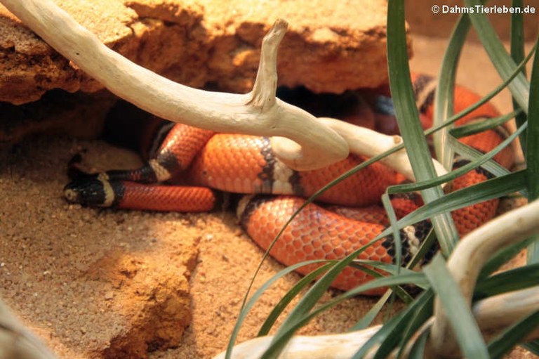 Lampropeltis polyzona