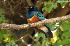 Dreifarben-Glanzstar (Lamprotornis superbus) in der Wilhelma Stuttgart