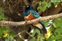 Lamprotornis superbus