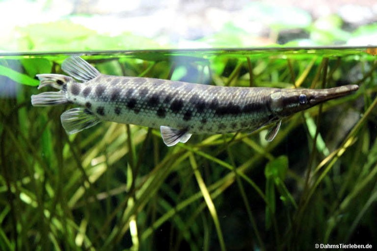 Lepisosteus oculatus