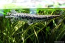 Lepisosteus oculatus