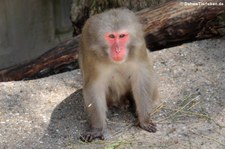 Japanmakak oder Rotgesichtsmakake (Macaca fuscata) in der Wilhelma Stuttgart