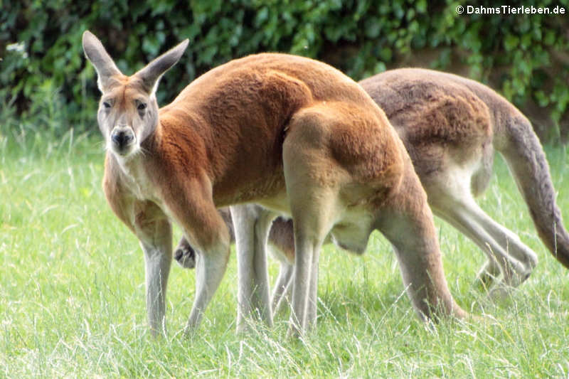 Rote Riesenkängurus (Macropus rufus)