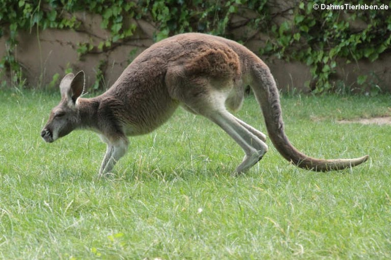 Macropus rufus