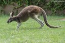 Macropus rufus