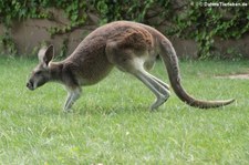 Rotes Riesenkänguru (Osphranter rufus) in der Wilhelma Stuttgart