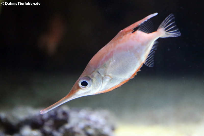 Gewöhnlicher Schnepfenfisch (Macroramphosus scolopax)