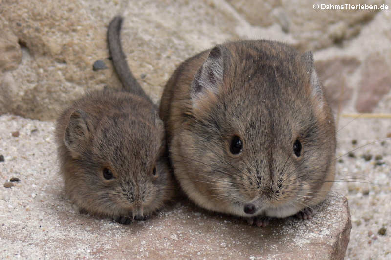 Kurzohrrüsselspringer (Macroscelides proboscideus)