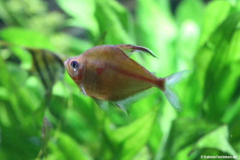Kirschflecksalmler
(Megalamphodus erythrostigma) Megalamphodus erythrostigma