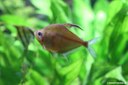 Megalamphodus erythrostigma