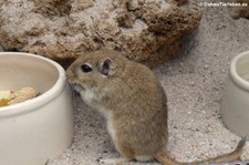 Mongolische Rennmaus (Meriones unguiculatus) in der Wilhelma Stittgart