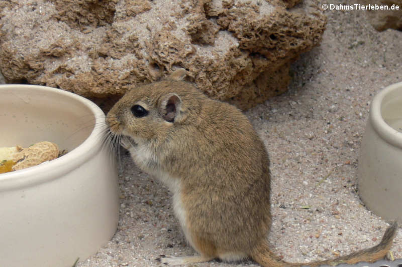 Meriones unguiculatus-1