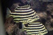 Nagasakifisch (Microcanthus strigatus) in der Wilhelma Stuttgart