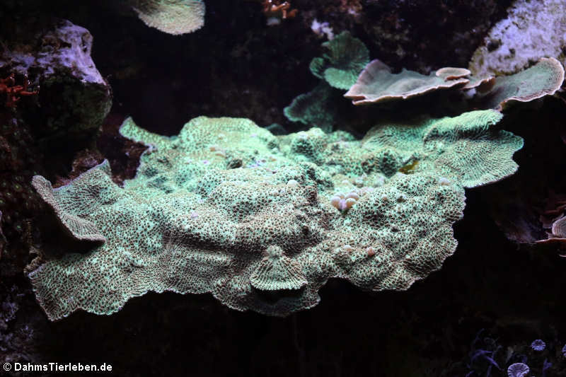 Kleinpolypige Steinkoralle Montipora hoffmeisteri-1