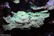 Steinkorale (Montipora hoffmeisteri) in der Wilhelma Stuttgart