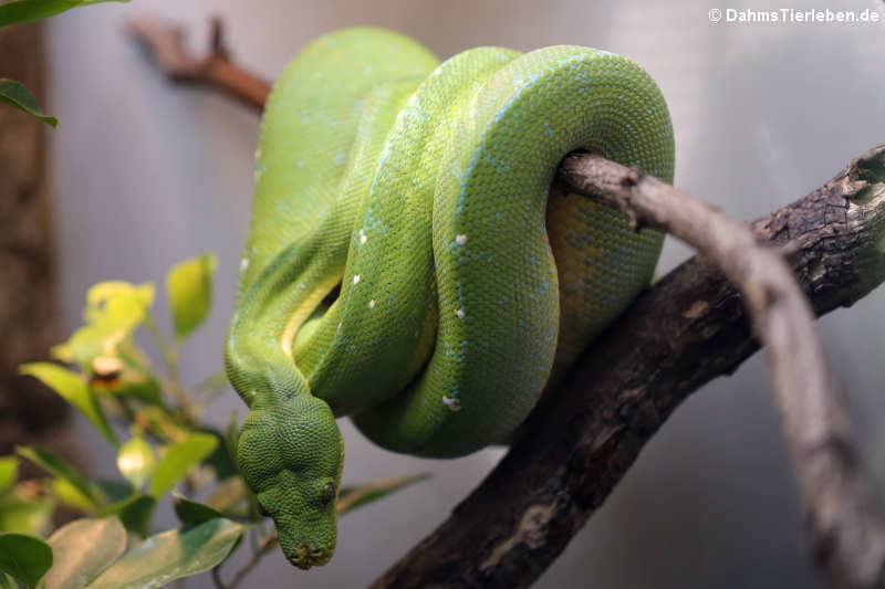 Grüner Baumpython (Morelia viridis)