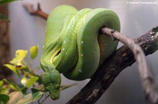 Grüner Baumpython (Morelia viridis) in der Wilhelma Stuttgart