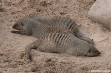 Zebramangusten (Mungos mungo) in der Wilhelma Stuttgart