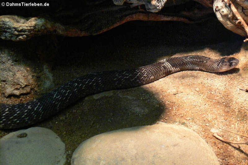 Südasiatische Kobra oder Brillenschlange (Naja naja)