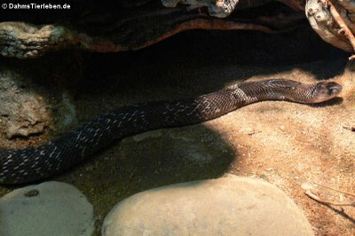 Südasiatische Kobra oder Brillenschlange (Naja naja)