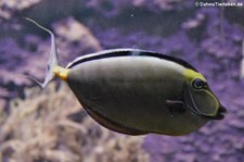 Kuhkopf-Doktorfisch (Naso lituratus) in der Wilhelma Stuttgart