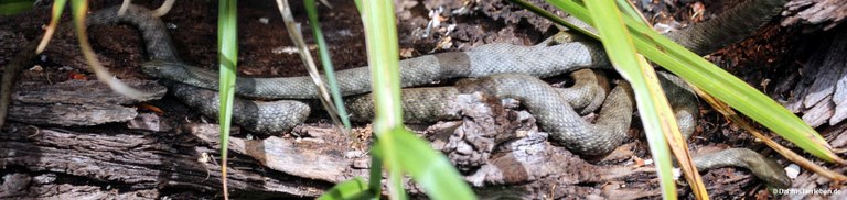 Natrix tessellata