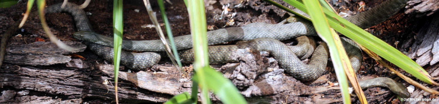 Natrix tessellata
